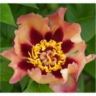 Пион ИТО-гибрид Курт Джестер, 2-3 р-р, 1 шт, 65 h(см), Весна 2026 10661826