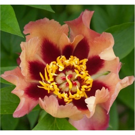 Пион ИТО-гибрид Курт Джестер, 2-3 р-р, 1 шт, 65 h(см), Весна 2026 10661826