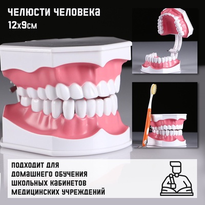 УЦЕНКА Макет "Челюсти человека" 12*9см