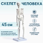 УЦЕНКА (Замята упаковка) Макет «Скелет взрослого человека» в полный рост, для изучения анатомии, 45 см - Фото 1