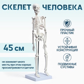 УЦЕНКА (Замята упаковка) Макет «Скелет взрослого человека» в полный рост, для изучения анатомии, 45 см 10991454