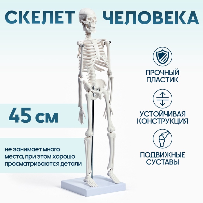 УЦЕНКА (Замята упаковка) Макет «Скелет взрослого человека» в полный рост, для изучения анатомии, 45 см - Фото 1