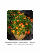 Семена цветов Календула «Радио», 0.3 г, «Рецепты дедушки Никиты» - Фото 3