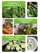 Семена Огурец «Изящный», 0.3 г, «Рецепты дедушки Никиты» - Фото 3