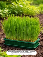 Семена Трава для кошек, 10 г, «Рецепты дедушки Никиты» - Фото 3