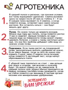 Семена Тыква «Мускатная Прованская», 1 г, «Рецепты дедушки Никиты» - Фото 4