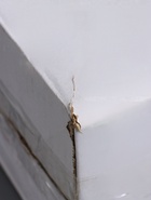 УЦЕНКА Фотоархив дерево на 72 фото 10х15 см "Комод белый" 23х12,5х19,5 10992322