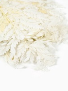 Сухоцвет Папоротник МИКС, 10 шт в упаковке  (артикул 10969203)  большой выбор товаров оптом и в розницу по низким ценам с доставкой