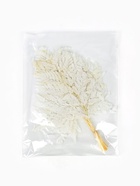 Сухоцвет Папоротник МИКС, 10 шт в упаковке  (артикул 10969203)  большой выбор товаров оптом и в розницу по низким ценам с доставкой