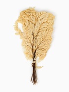 Сухоцвет Папоротник МИКС, 10 шт в упаковке  (артикул 10969203)  большой выбор товаров оптом и в розницу по низким ценам с доставкой