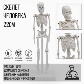 УЦЕНКА Макет «Скелет взрослого человека» в полный рост, для изучения анатомии, 22 см 10995252