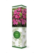 Азалия японская Анук 1 шт 10995277 - фото 9006522