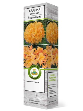 Азалия японская Голден Лайтс 1 шт