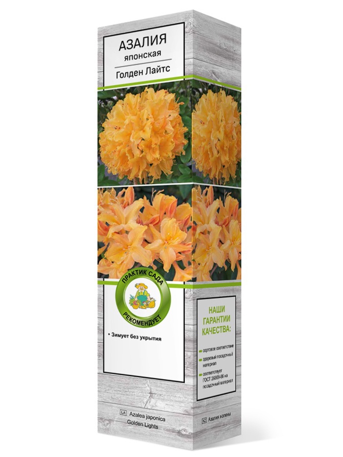 Азалия японская Голден Лайтс 1 шт