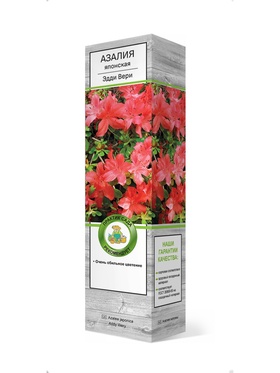 Азалия японская Эдди Вери 1 шт