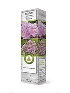 Азалия японская Элси Ли 1 шт 10995283 - фото 9006526