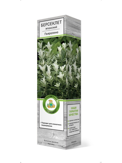 Бересклет японский Пьеролино 1 шт, Весна 2026,