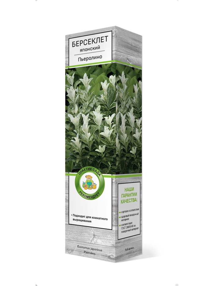Бересклет японский Пьеролино 1 шт