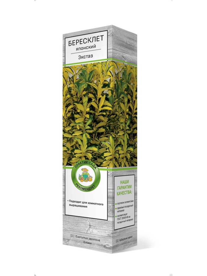 Бересклет японский Экстаз 1 шт