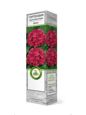 Гортензия крупнолистовая Дорис 1 шт