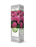 Гортензия крупнолистовая Пиа 1 шт  (артикул 10995287)  большой выбор товаров оптом и в розницу по низким ценам с доставкой