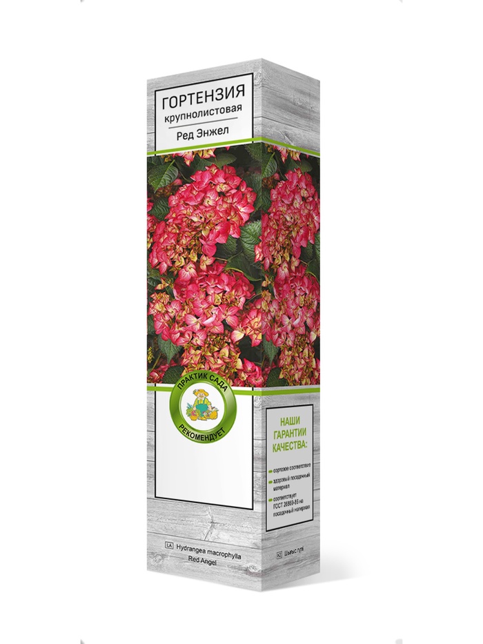 Гортензия крупнолистовая Ред Энжел 1 шт