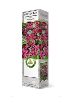 Гортензия крупнолистовая Ротшванц 1 шт