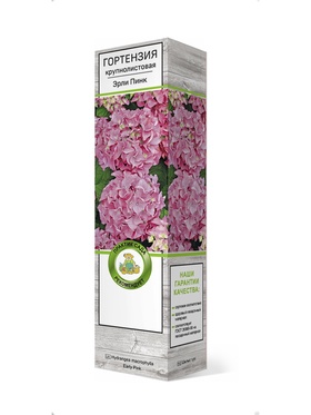 Гортензия крупнолистовая Эрли Пинк 1 шт