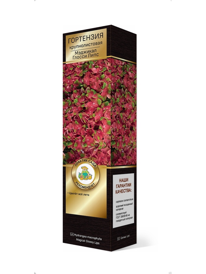 Гортензия крупнолистовая (Цветёт всё лето) Люкс Мэджикал Глосси Липс 1 шт