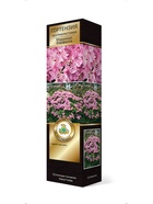 Гортензия крупнолистовая (Цветёт всё лето) Люкс Мэджикал Фарфалла 1 шт  (артикул 10995295)  большой выбор товаров оптом и в розницу по низким ценам с доставкой