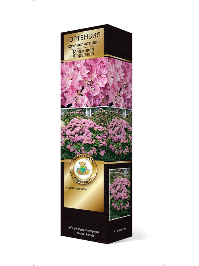 Гортензия крупнолистовая (Цветёт всё лето) Люкс Мэджикал Фарфалла 1 шт