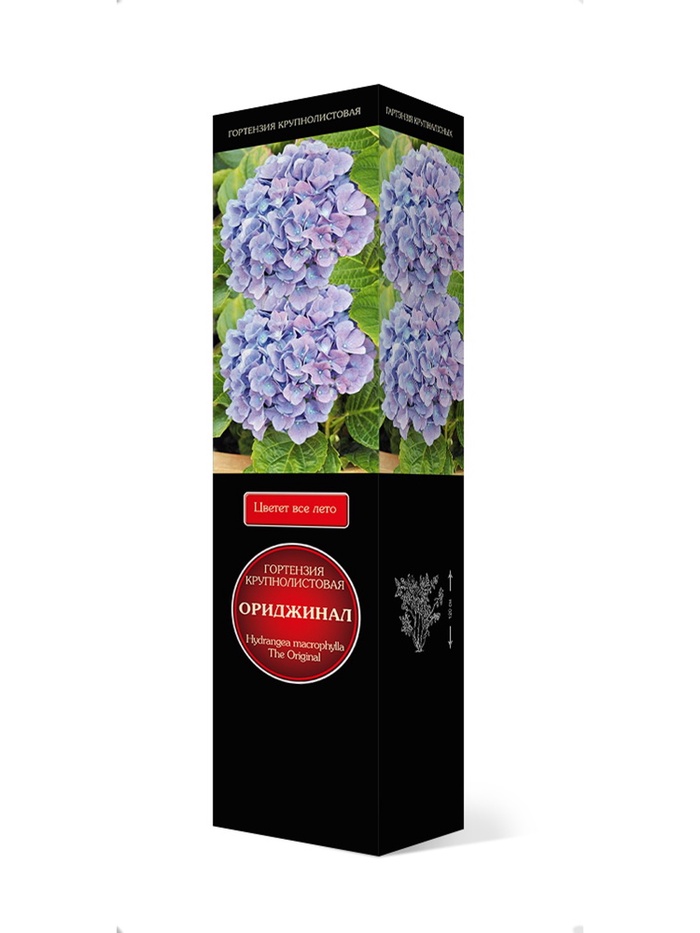 Гортензия крупнолистовая (Цветёт всё лето) Люкс Ориджинал 1 шт, Весна 2026,