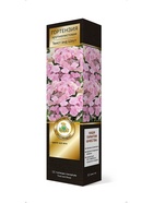 Гортензия крупнолистовая (Цветёт всё лето) Люкс Твист энд Шаут 1 шт  (артикул 10995297)  большой выбор товаров оптом и в розницу по низким ценам с доставкой