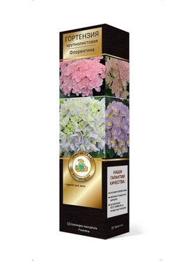 Гортензия крупнолистовая (Цветёт всё лето) Люкс Флорентина 1 шт