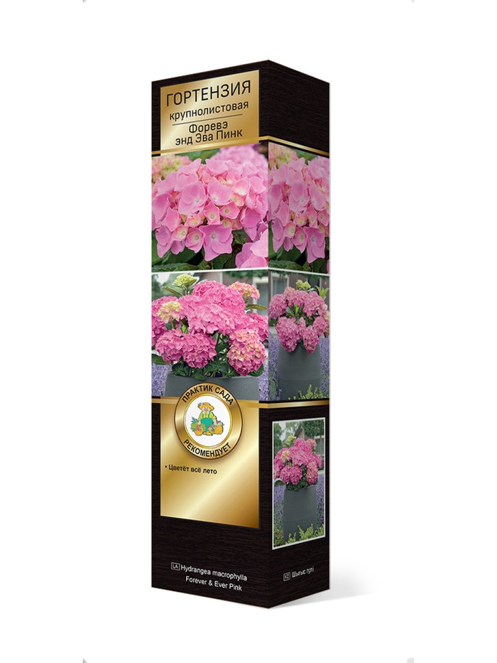 Гортензия крупнолистовая (Цветёт всё лето) Люкс Форевэ энд Эва Пинк 1 шт
