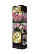 Гортензия крупнолистовая (Цветёт всё лето) Люкс Ю энд ми лав 1 шт  (артикул 10995302)  большой выбор товаров оптом и в розницу по низким ценам с доставкой