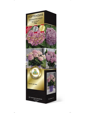 Гортензия крупнолистовая (Цветёт всё лето) Люкс Ю энд ми лав 1 шт