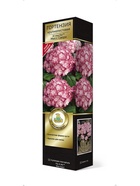 Гортензия крупнолистовая (Цветёт всё лето) Люкс Ю энд ми Мисс Саори 1 шт  (артикул 10995303)  большой выбор товаров оптом и в розницу по низким ценам с доставкой