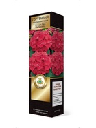 Гортензия крупнолистовая Люкс Спиди Ред Импровед 1 шт  (артикул 10995305)  большой выбор товаров оптом и в розницу по низким ценам с доставкой