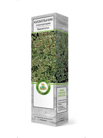 Кизильник атропурпуреа Вариегатус 1 шт