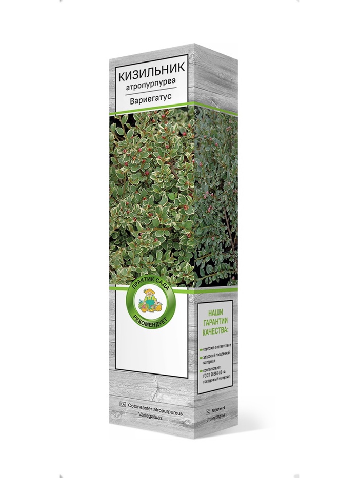 Кизильник атропурпуреа Вариегатус 1 шт - Фото 1