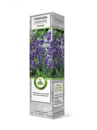 Лаванда узколистная Синева 1 шт  (артикул 10995309)  большой выбор товаров оптом и в розницу по низким ценам с доставкой