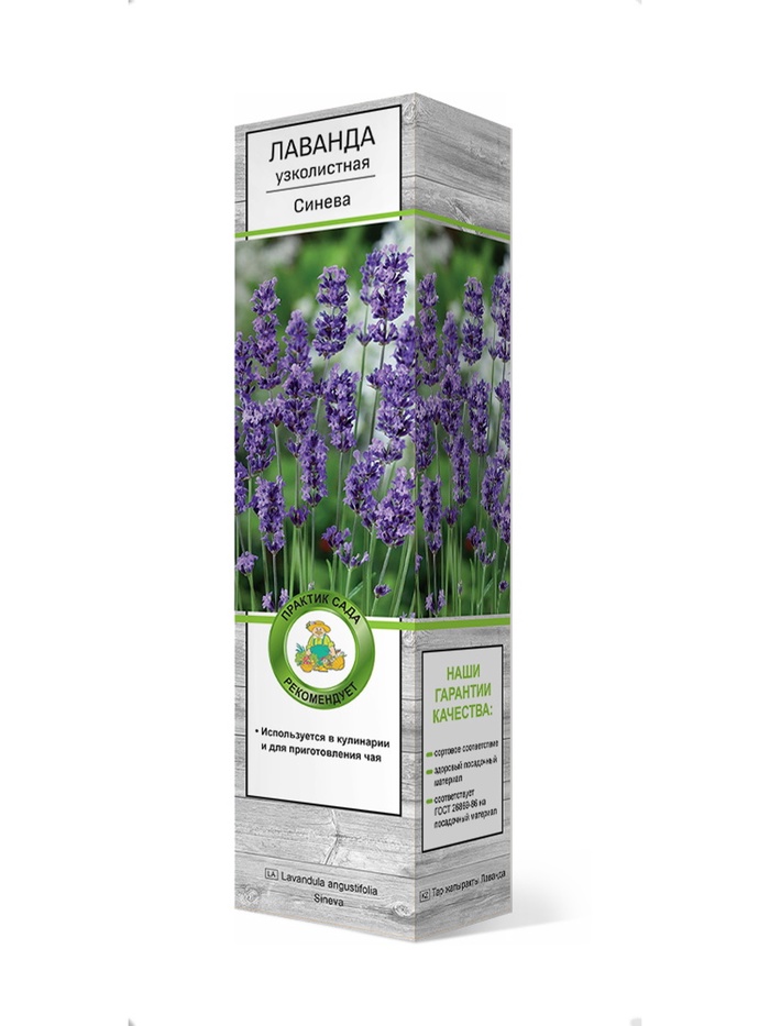 Лаванда узколистная Синева 1 шт