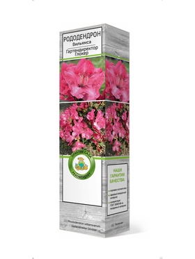 Рододендрон Вильямса Гартендиректор Глокер 1 шт