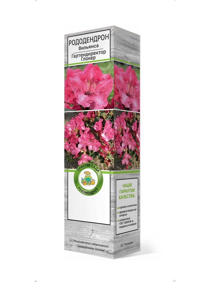 Рододендрон Вильямса Гартендиректор Глокер 1 шт
