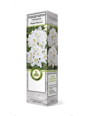 Рододендрон гибридный Мадам Массон 1 шт