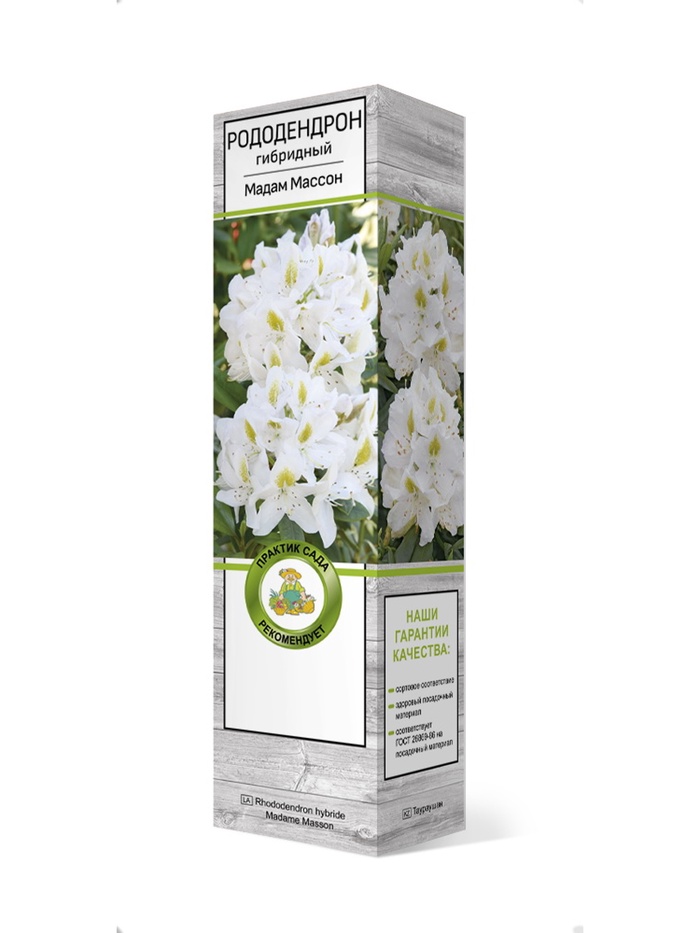 Рододендрон гибридный Мадам Массон 1 шт