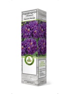 Рододендрон гибридный Марсель Менард 1 шт 10995315 - фото 9006554