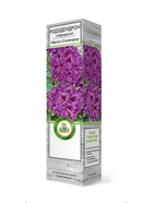 Рододендрон гибридный Пёрпл Сплендор 1 шт 10995316 - фото 9006555