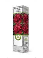 Рододендрон гибридный Франческа 1 шт  (артикул 10995317)  большой выбор товаров оптом и в розницу по низким ценам с доставкой